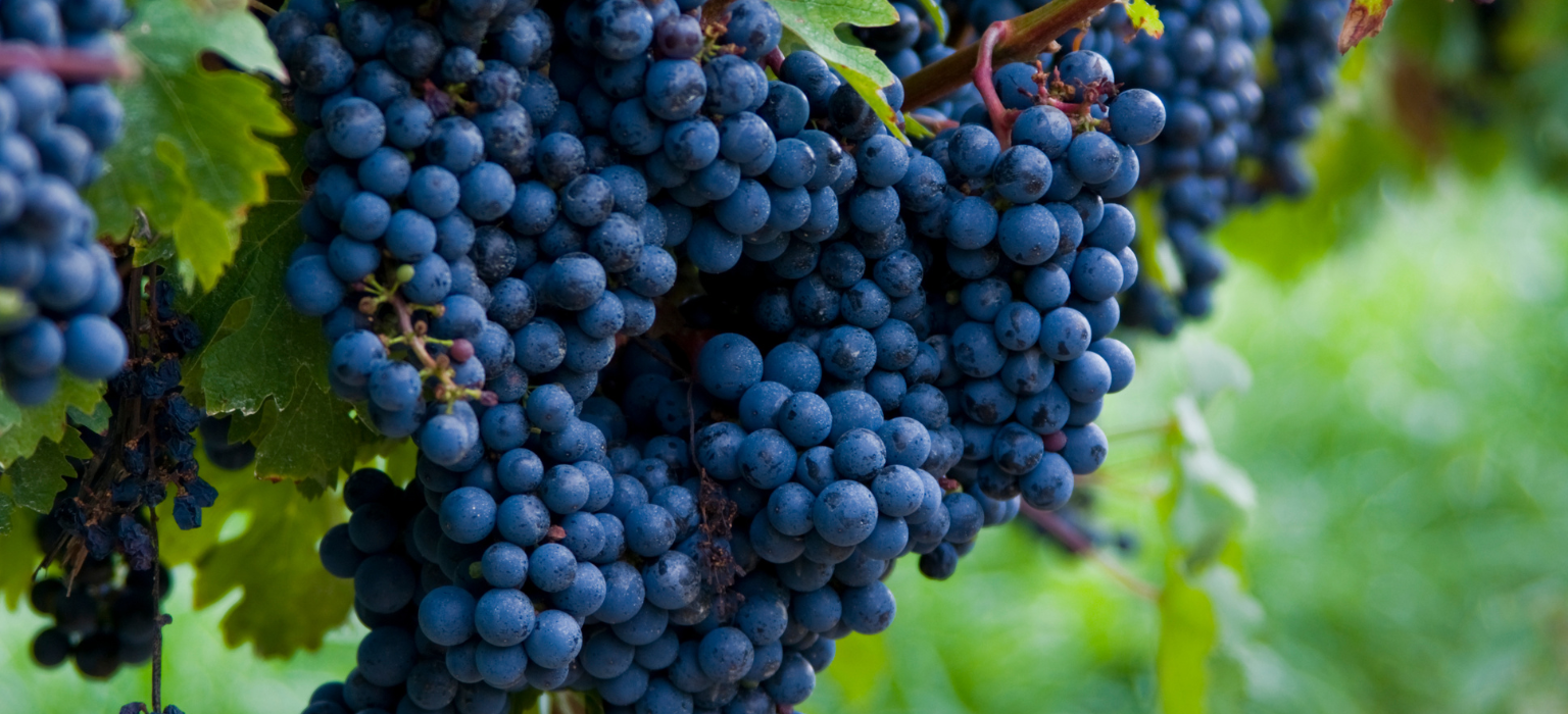 Egyptian Black Grapes