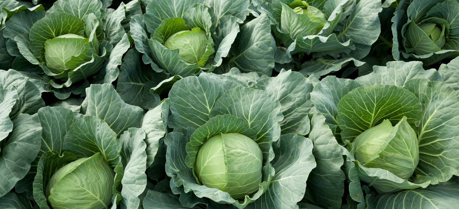 Egyptian Cabbages