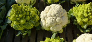 Egyptian Cauliflowers