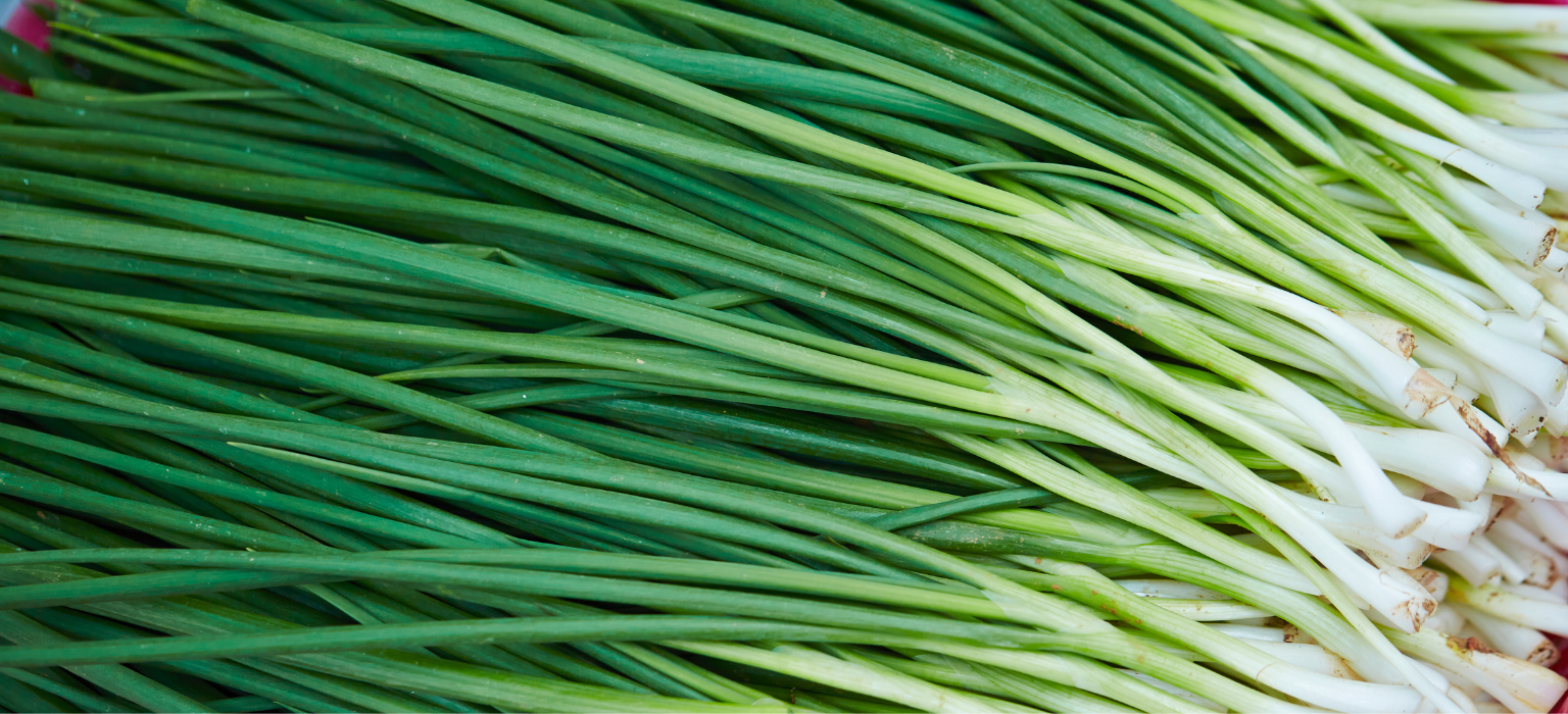 Egyptian Chives
