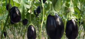 Egyptian Eggplants