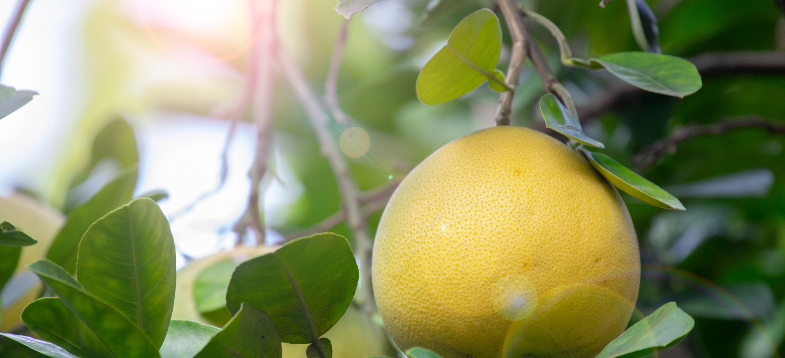 Egyptian Grapefruits