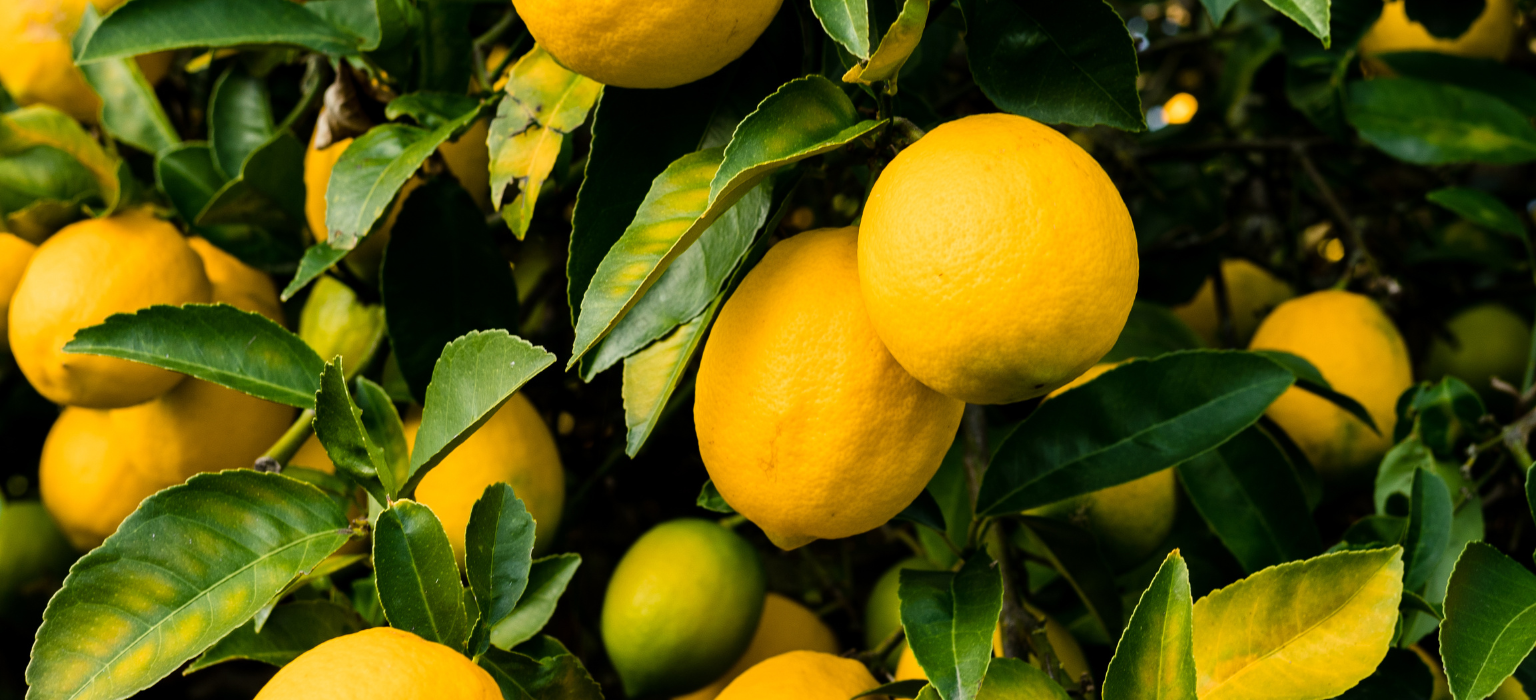 Egyptian Lemons