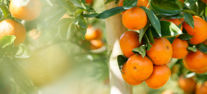 Egyptian Mandarins