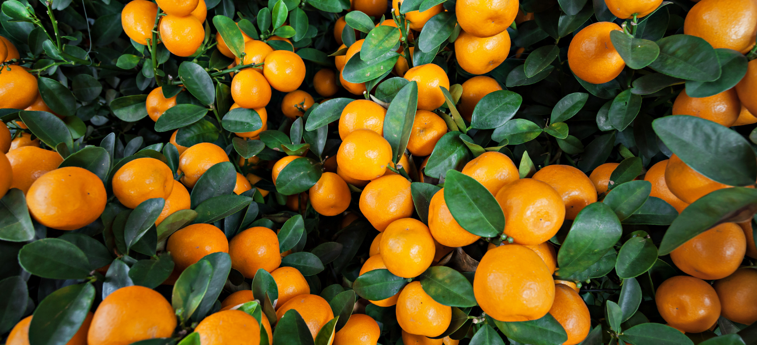 Egyptian Oranges
