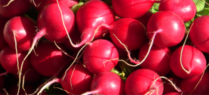 Egyptian Radishes