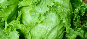 Egyptian iceberg lettuce